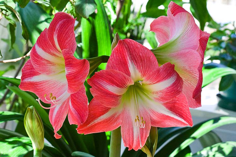 Amaryllis in Bloom