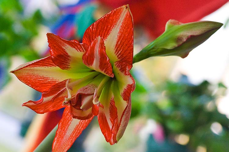 Double Amaryllis