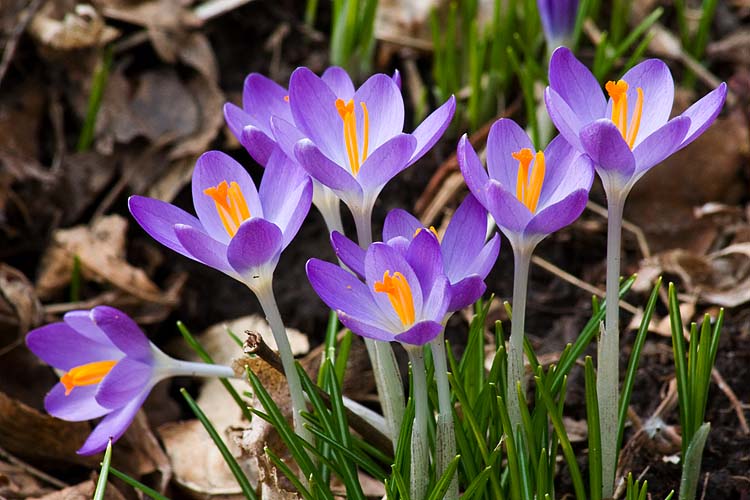 Early Crocuses