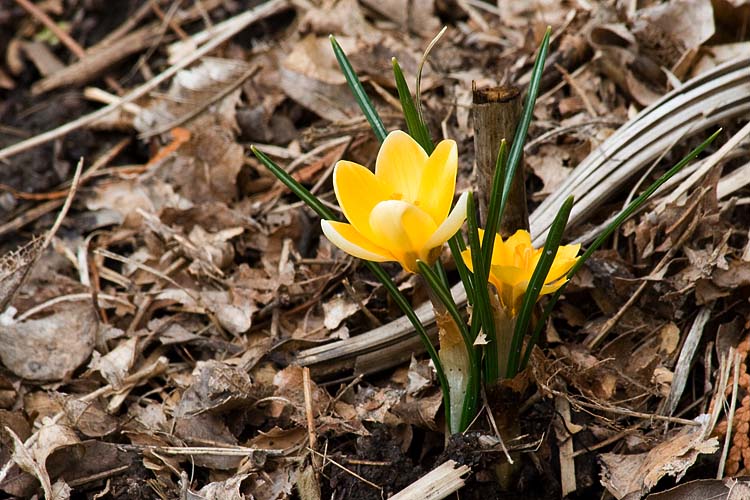Yellow Crocuses