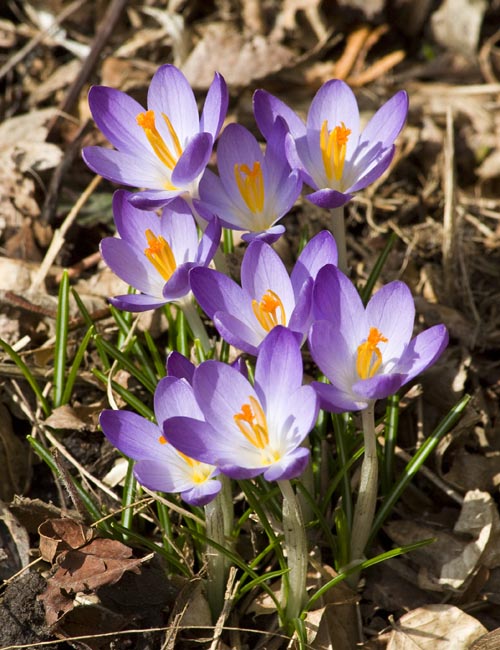 More Purple Crocuses