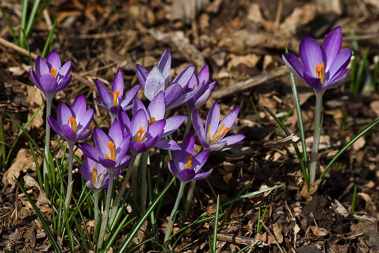 Lots of Crocuses
