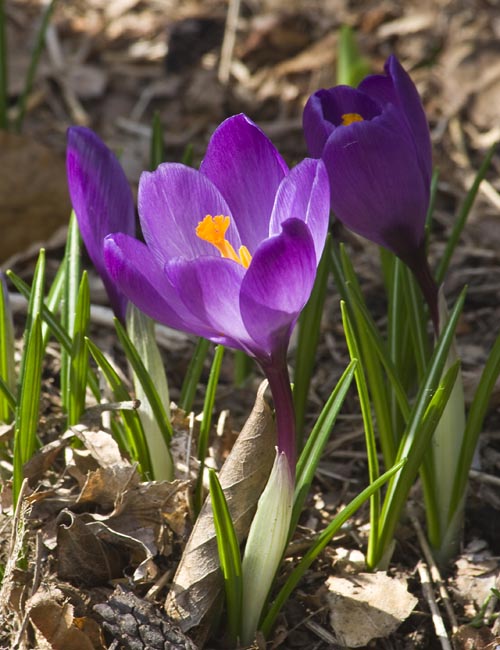 Purple Crocus for First Day of Spring