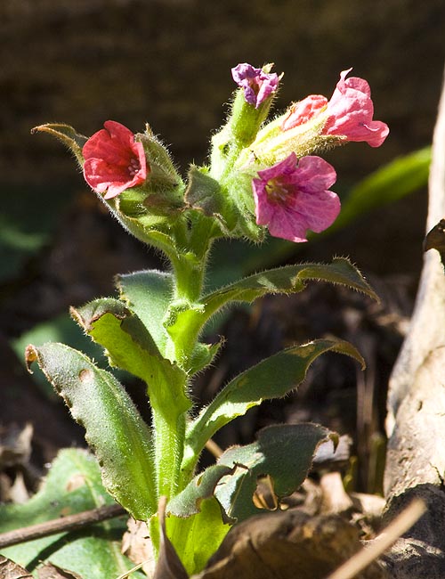 Scarlet Lungwort