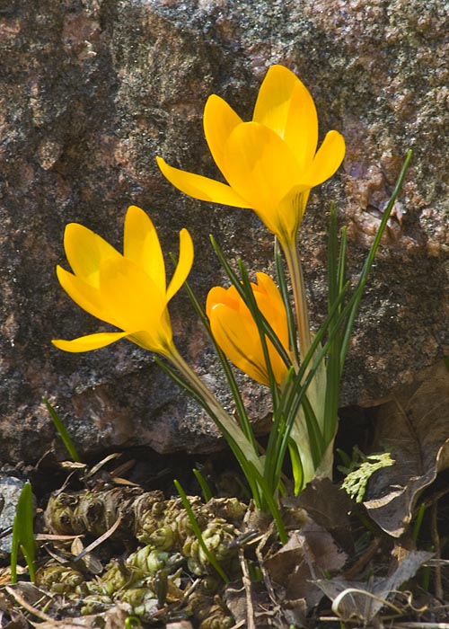Golden Crocuses