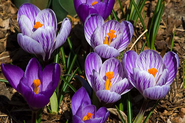 Purple Crocuses