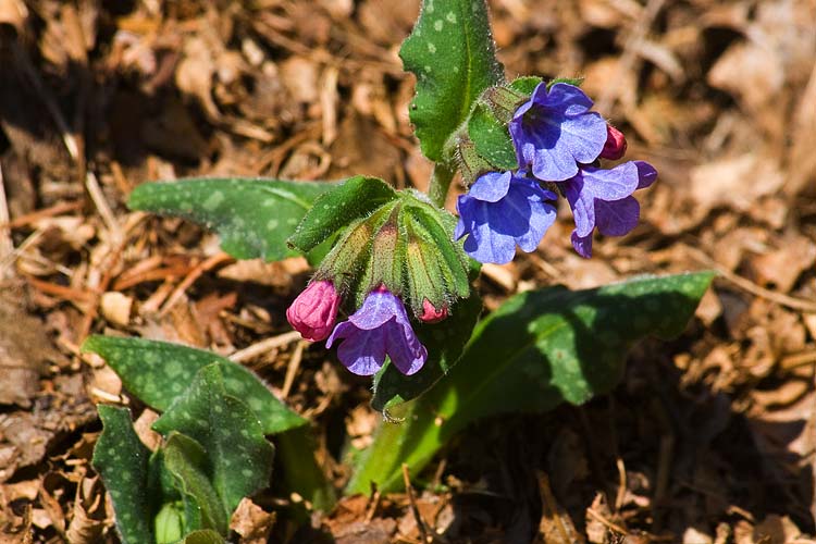 Blue Lungwort