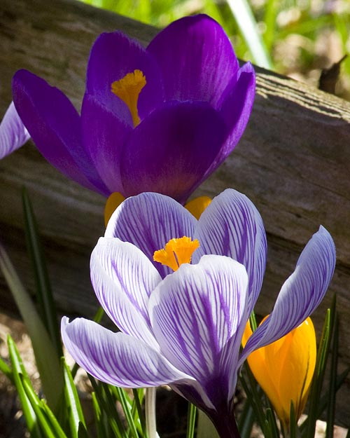 Crocuses Emerging