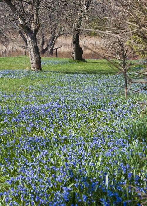 Fields of Blue