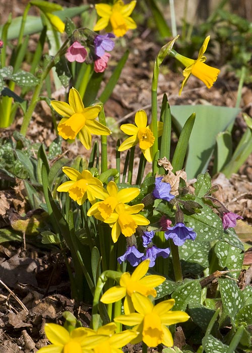 Mini Daffodils