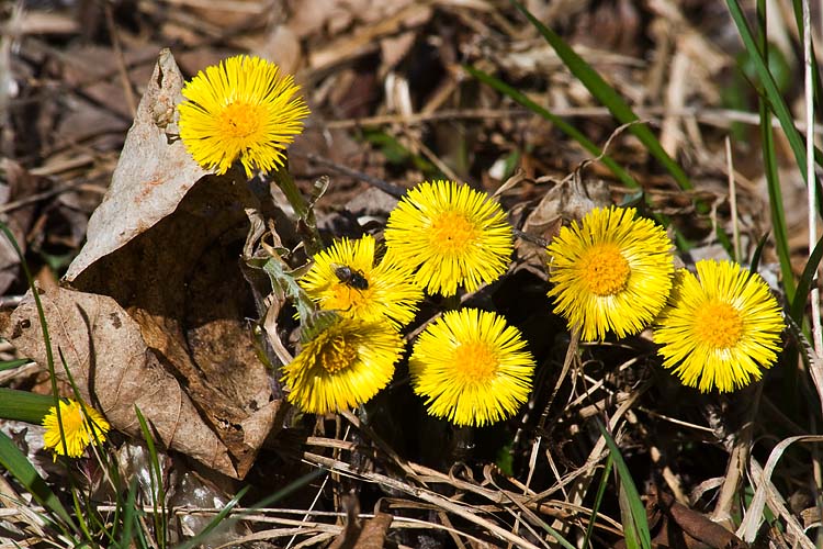 Yellow Coltsfoot