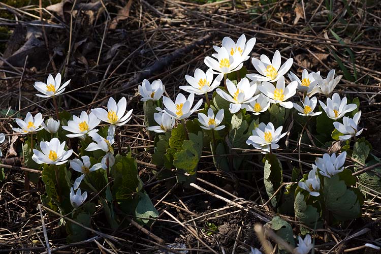 Bloodroot