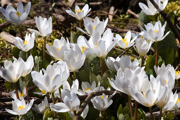 More Bloodroot 