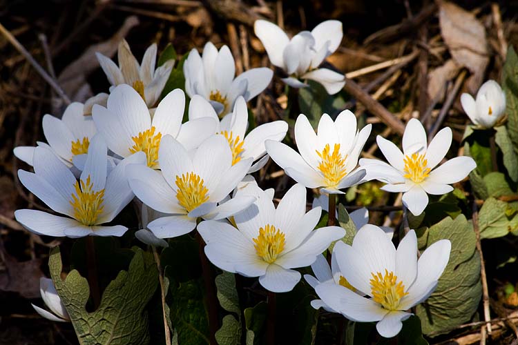 Bloodroot