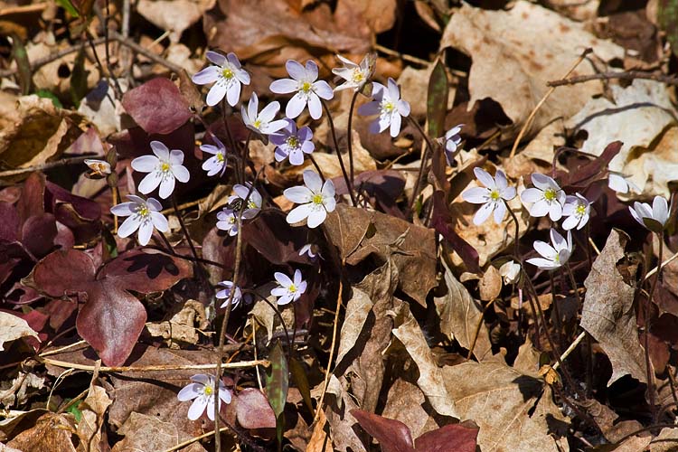 Lavender Hepatica