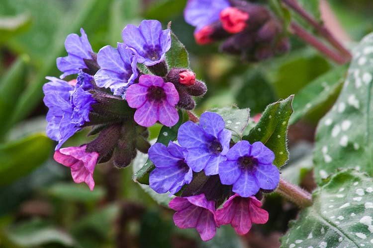 Lungwort