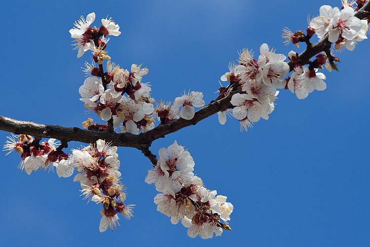 Cherry Blossoms