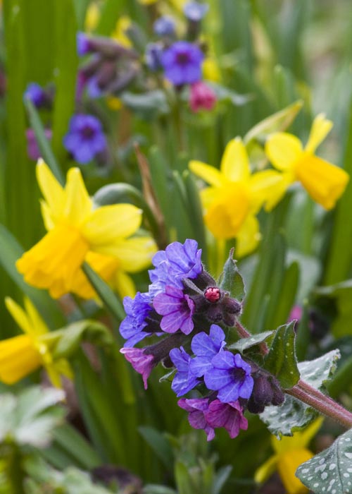 Purple and Yellow