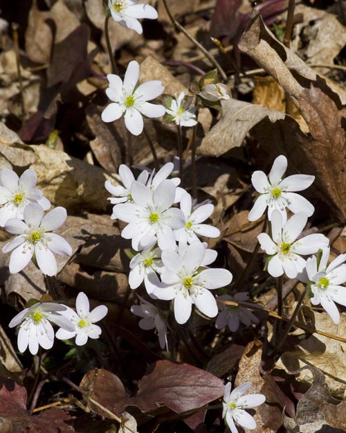 White Hepatica