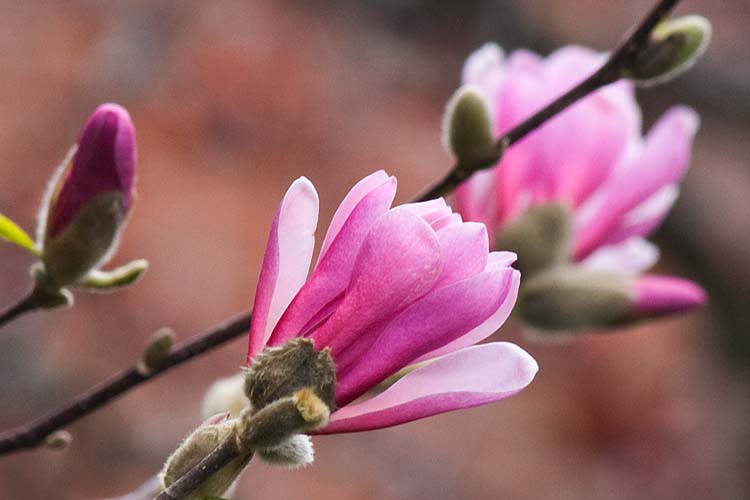 Magnolia Opening