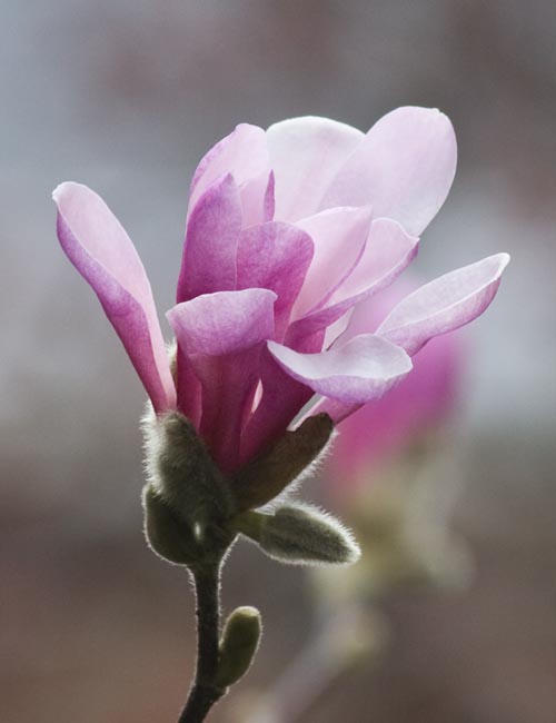 Pink Magnolia