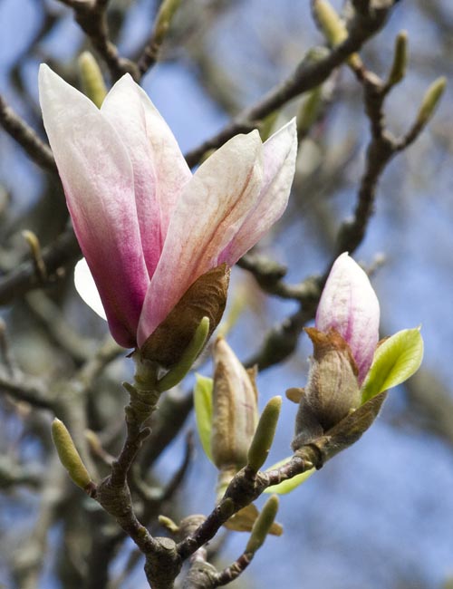 One Almost Perfect Bloom