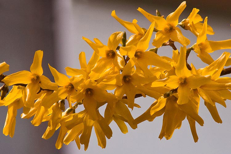 Forsythia