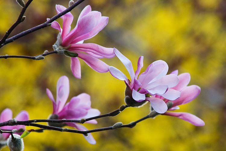 Magnolia with Forsythia Behind