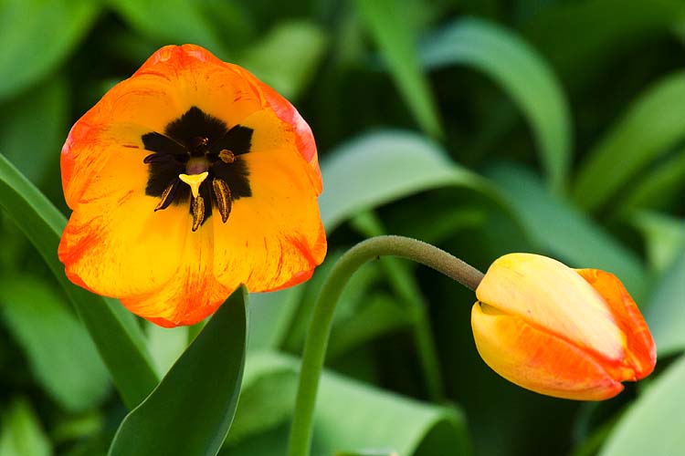Tulips