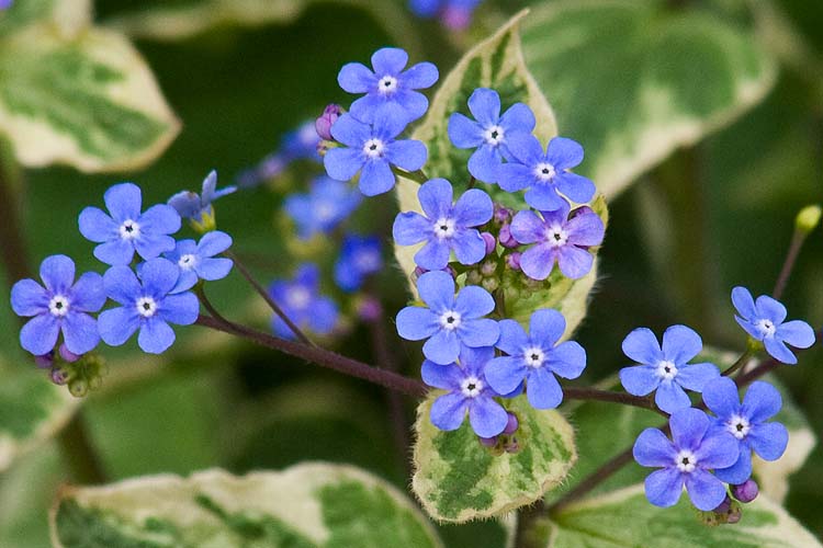 Little Blue Flowers