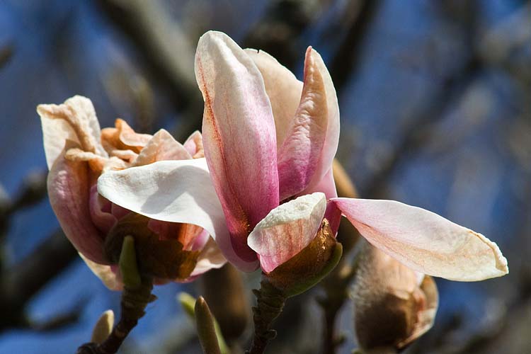 Mutated Magnolia Blooms