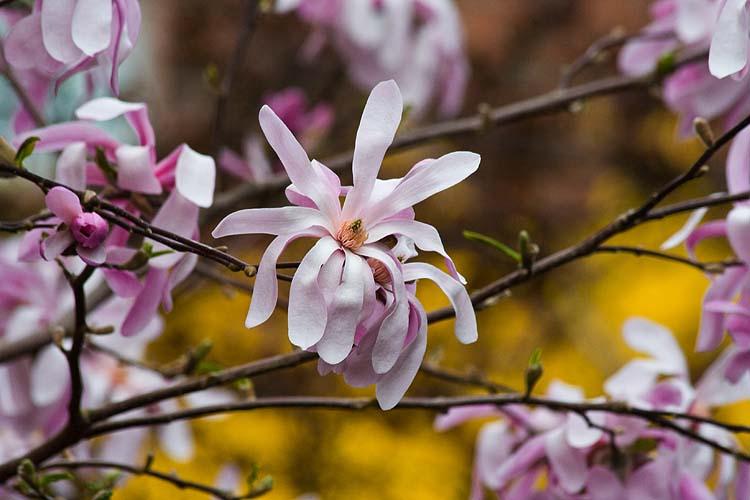 Spring Stars
