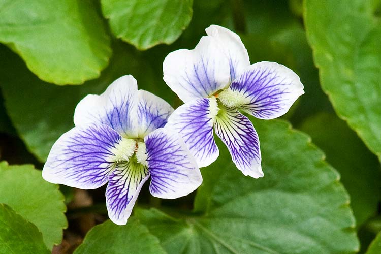 Violas