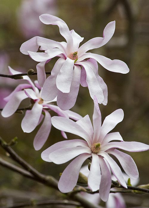 Star Magnolia