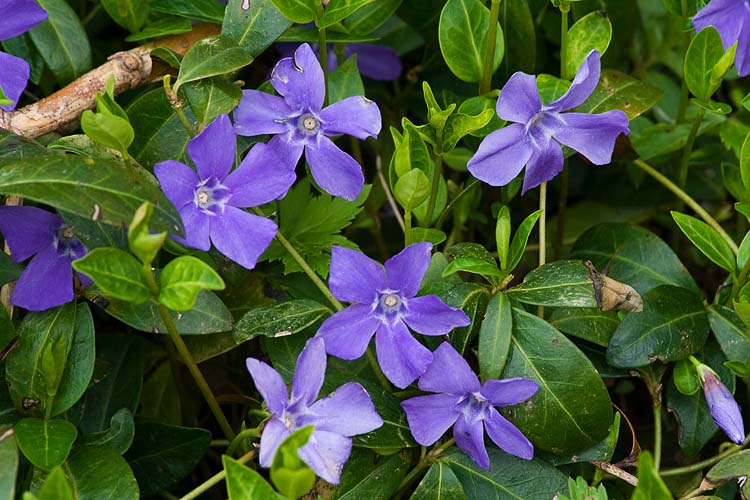 Purple Periwinkle