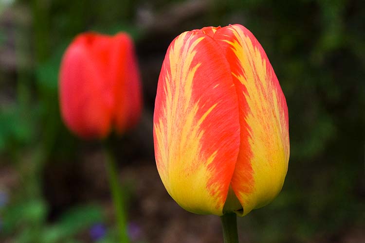 Fancy Tulip