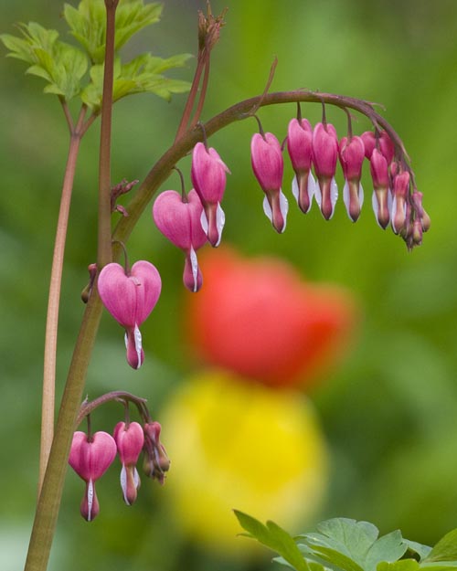 Bleeding Hearts