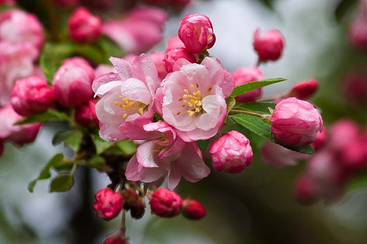 Crabapples in the Rain