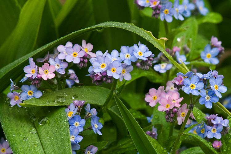 Pink and Blue Forget-Me-Nots