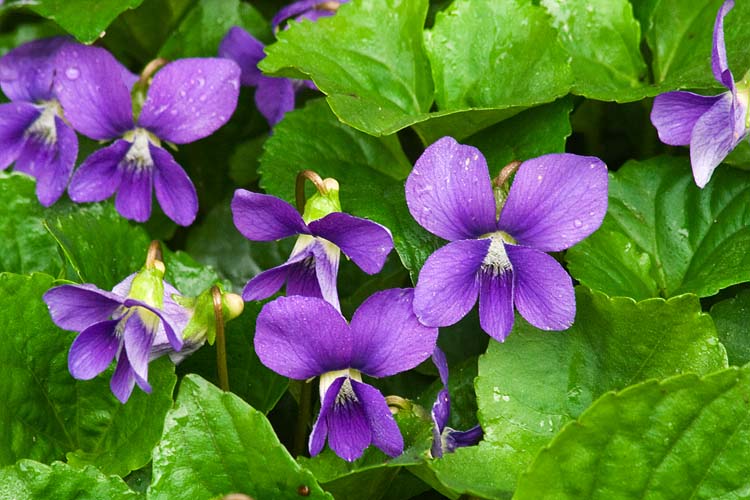 Violets Peeking Out From Under the Leaves