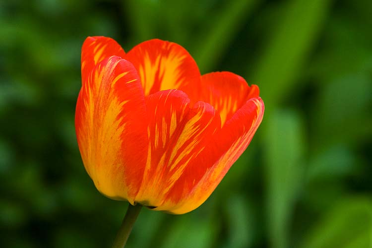Tulip 