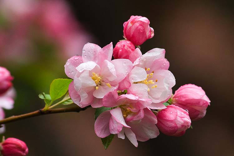 Beautiful Crabapple Blossoms