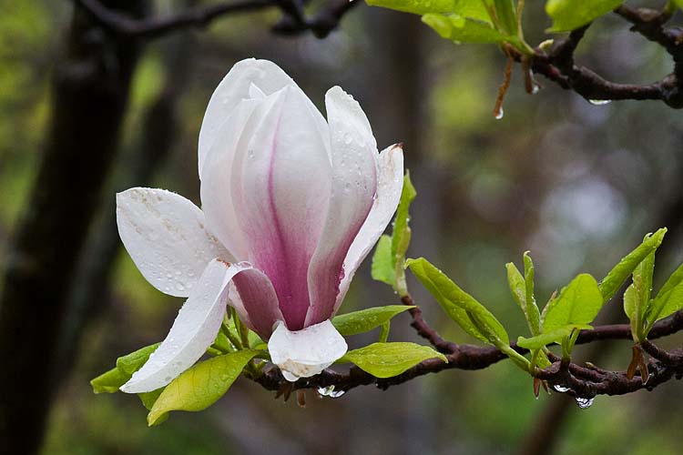 Last Magnolia