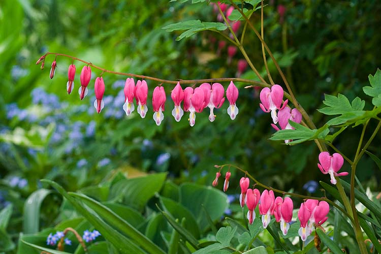 Bleeding Hearts