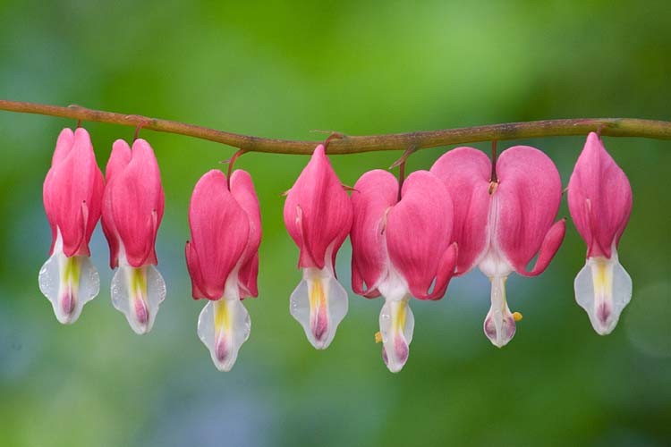 Hearts in a Row