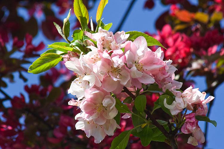 Pink & Red Crabapples