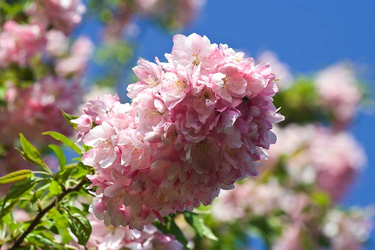 Pink 'Bottle Brush'