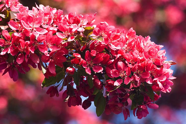 Red 'Bottle Brush'