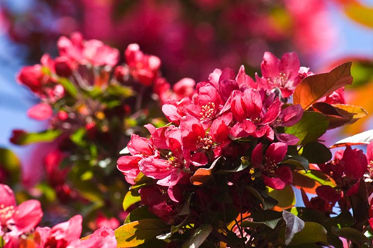 Red Crabapple Blossoms