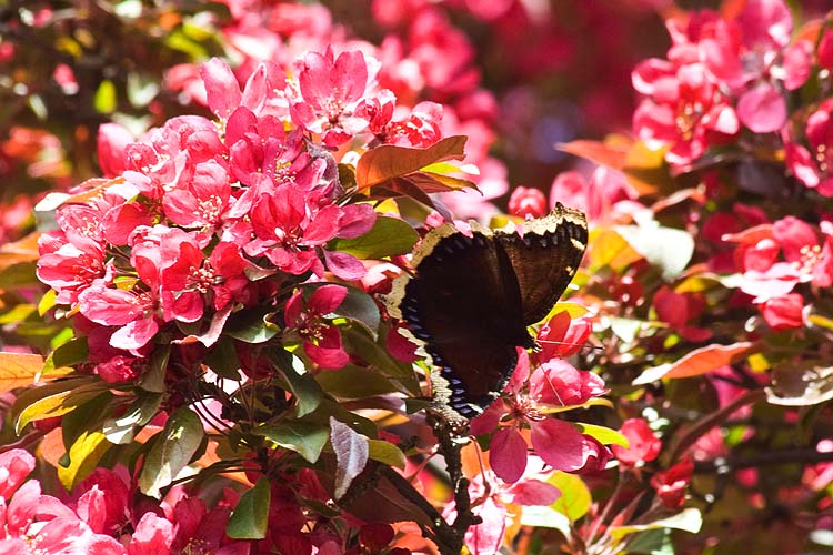 Tiger Swallowtail